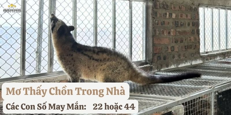 nằm mơ con chồn