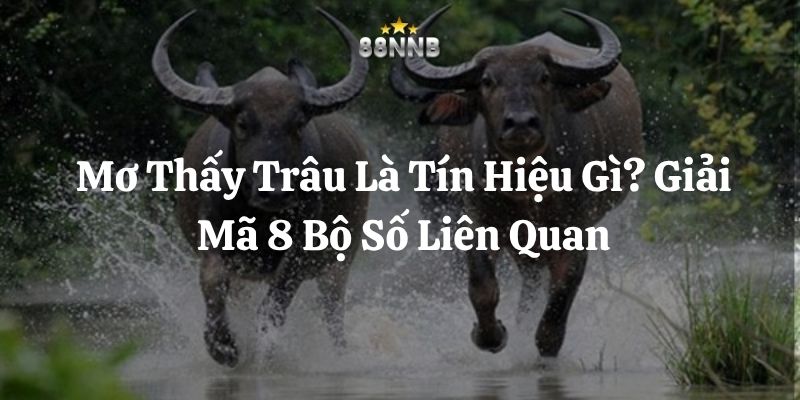 mơ thấy trâu 88nn thumb