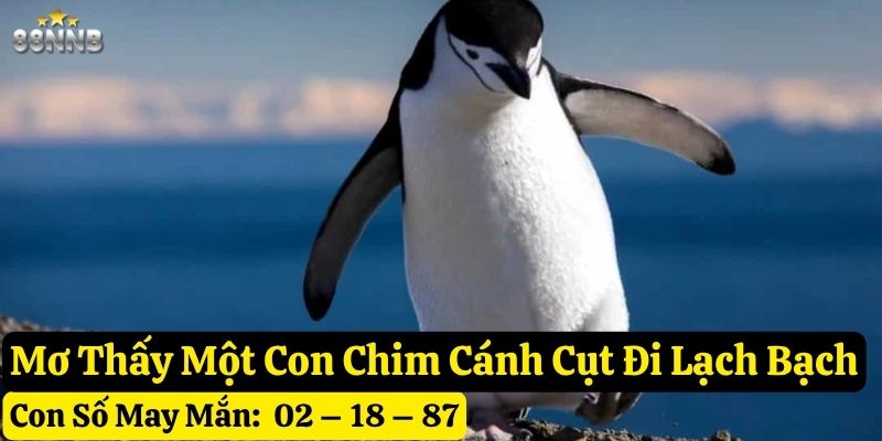 nằm mơ thấy chim cánh cụt