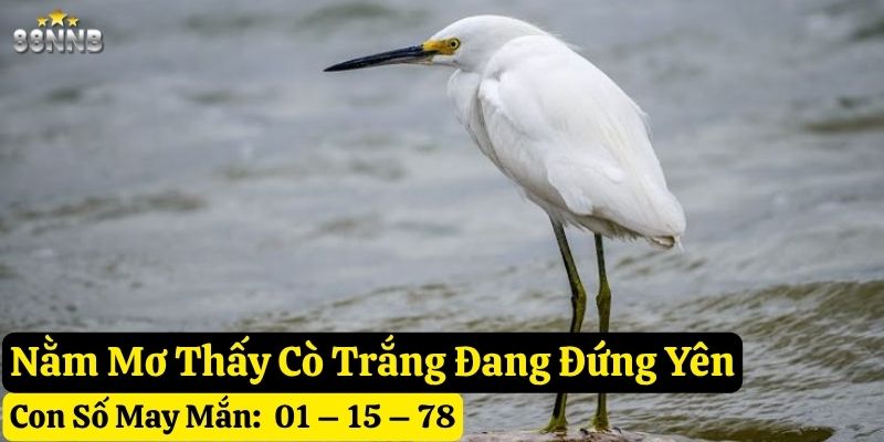 mơ thấy cò trắng