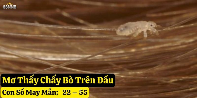 nằm mơ thấy con chấy