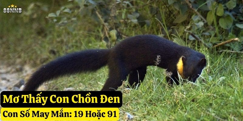 mơ con chồn