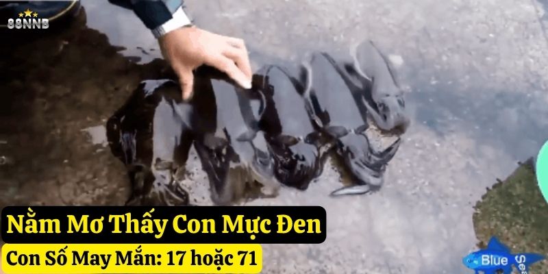 mơ con mực