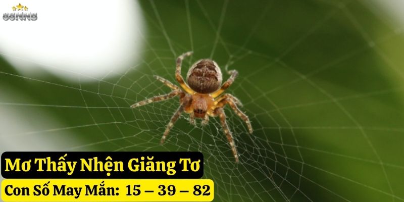 nằm mơ thấy nhện