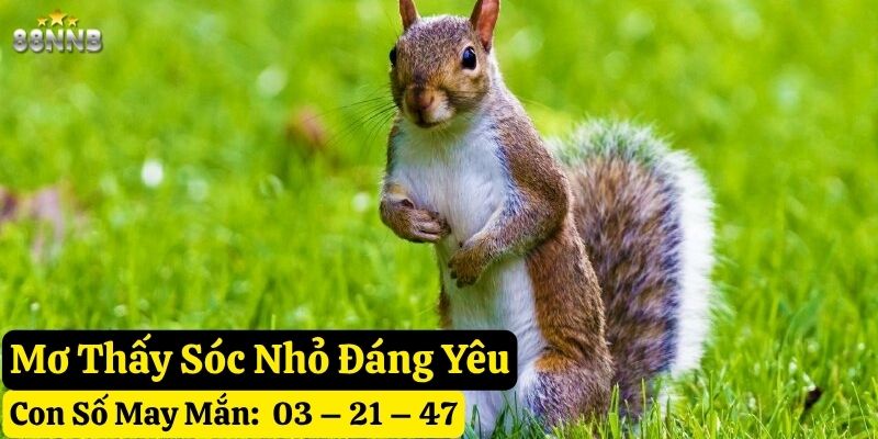 nằm mơ thấy sóc