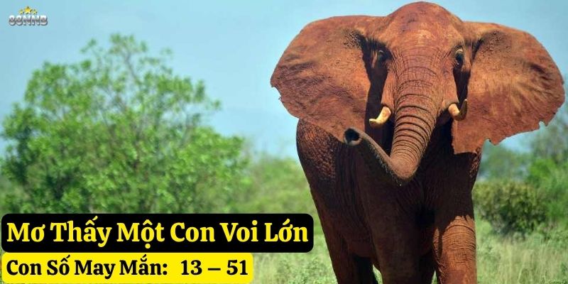 nằm mơ thấy voi