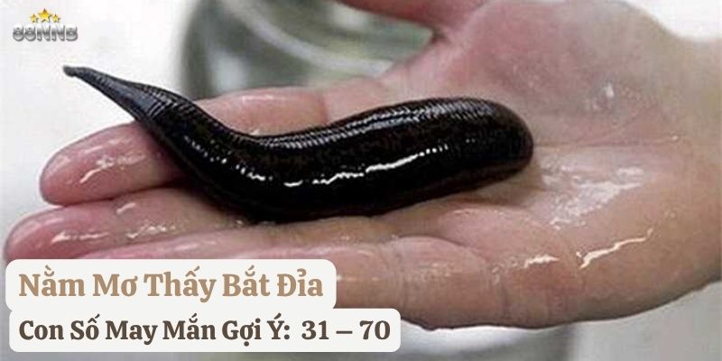 ngủ mơ thấy đỉa