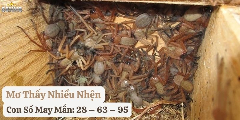 nằm mơ nhện