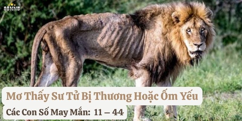 nằm mơ sư tử
