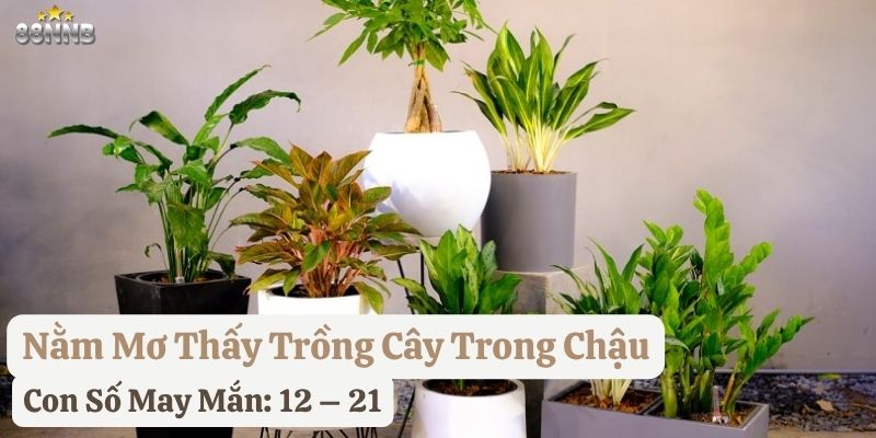 nằm mơ trồng cây