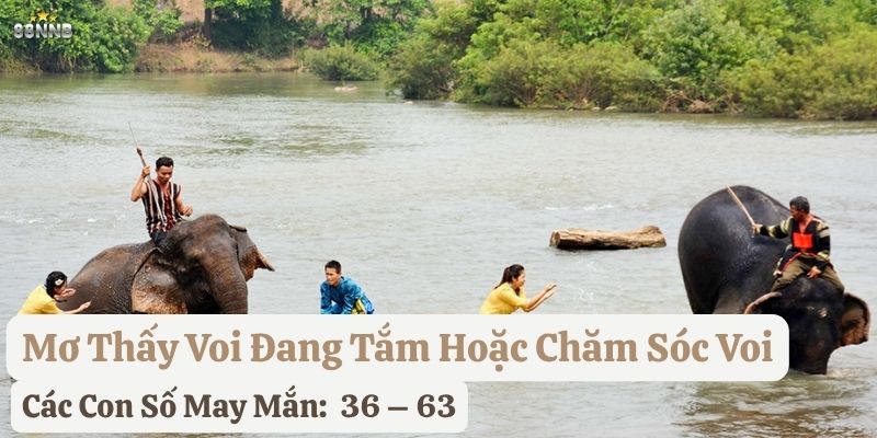 ngủ mơ thấy voi