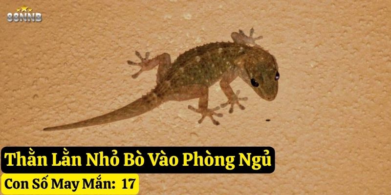 thấy thằn lằn bò vào nhà
