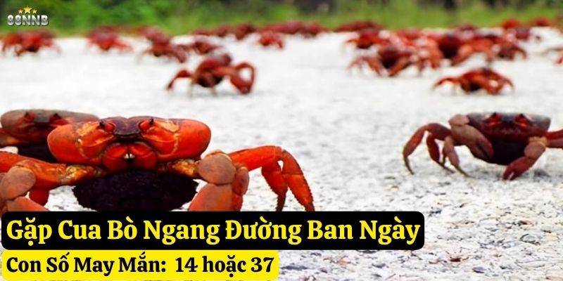 thấy cua bò ngang đường