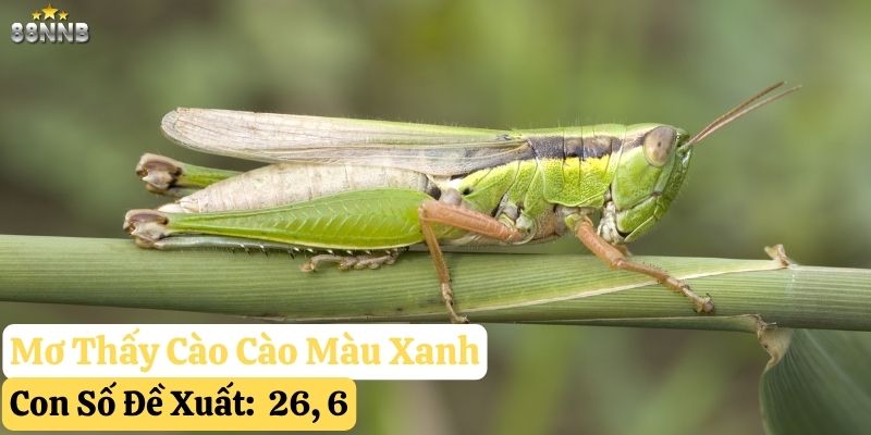 mơ thấy cào cào 88nn