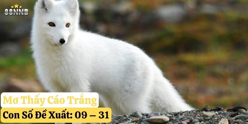 mơ thấy cáo 88nn