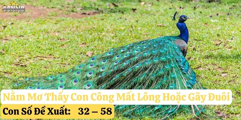 nằm mơ thấy con công 88nn