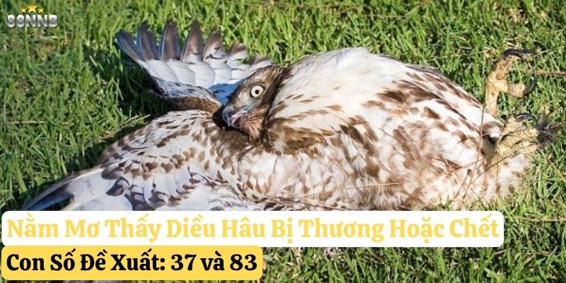 nằm mơ thấy diều hâu 88nn