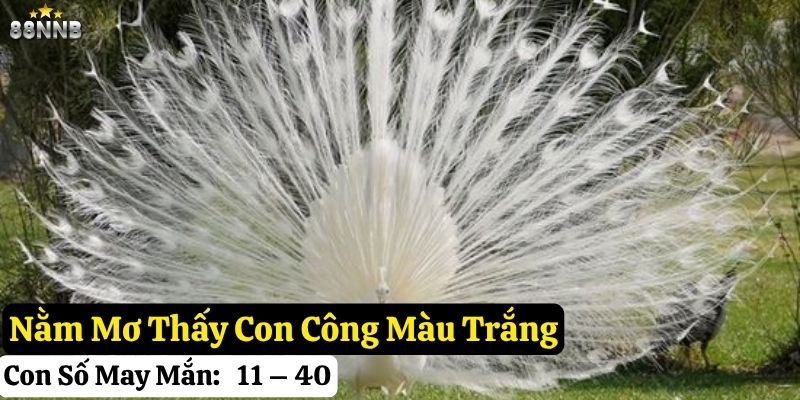 nằm mơ thấy con công
