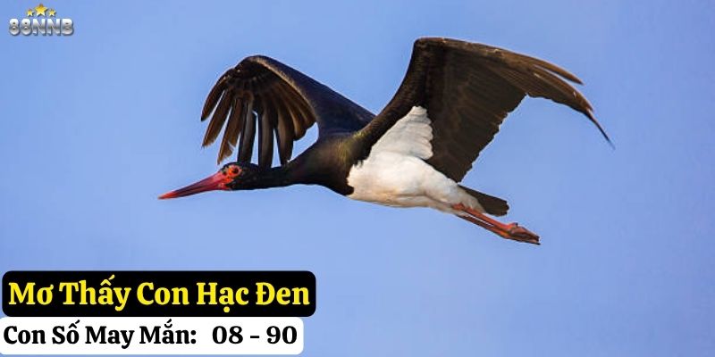 mơ thấy con hạc