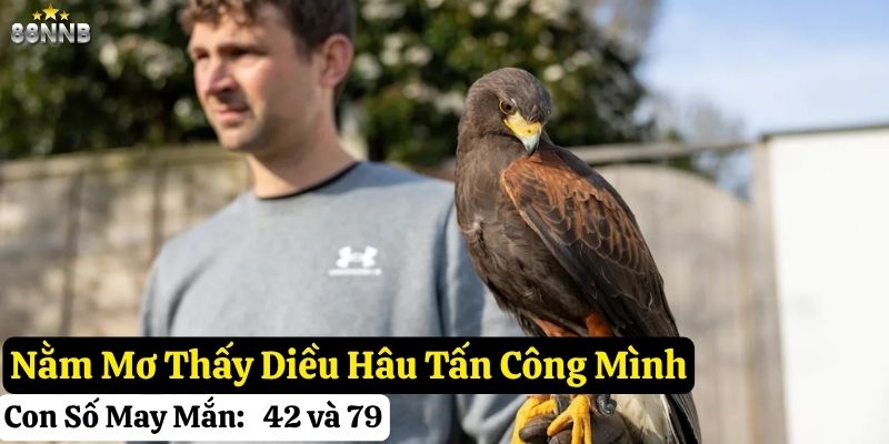 nằm mơ thấy diều hâu