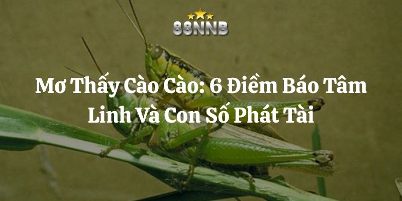 mơ thấy cào cào 88nn thumb