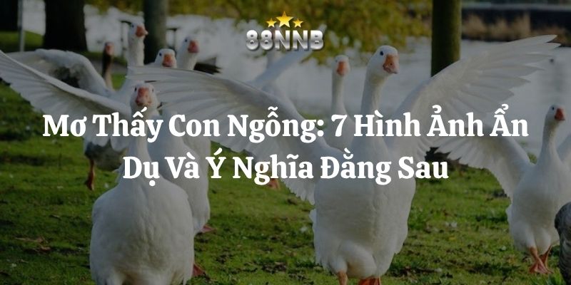 mơ thấy con ngỗng 88nn thumb