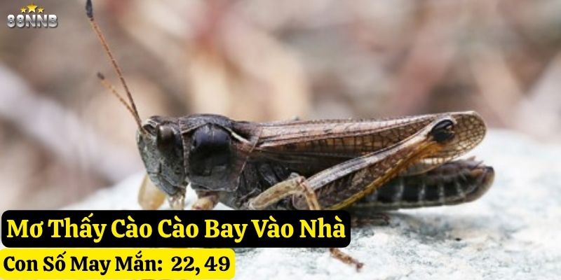 nằm mơ thấy cào cào