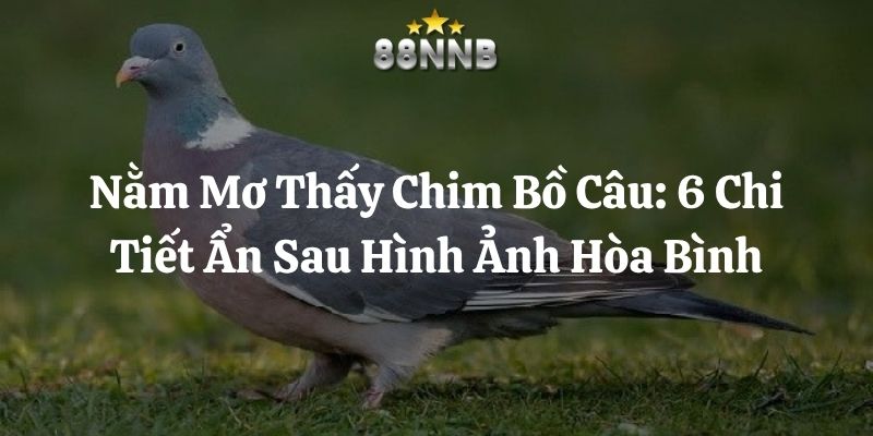 nằm mơ thấy chim bồ câu 88nn thumb