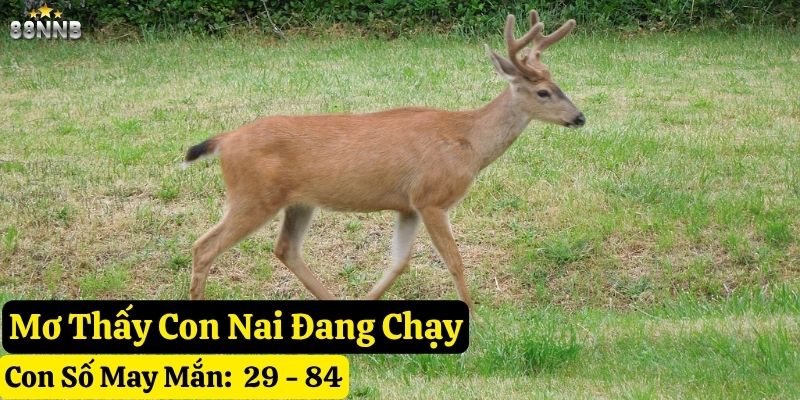 nằm mơ thấy con nai