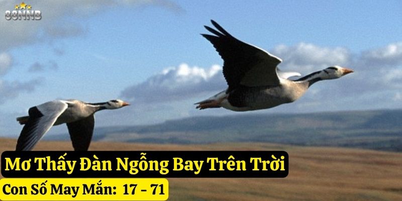 nằm mơ thấy con ngỗng