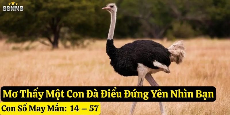 nằm mơ thấy đà điểu