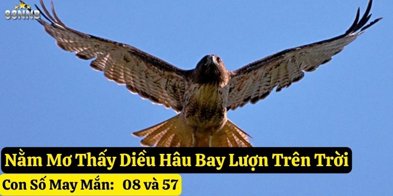 mơ thấy diều hâu