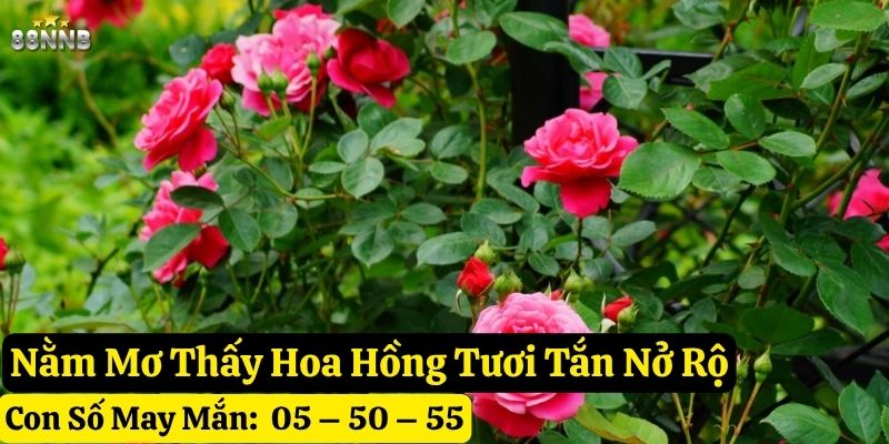 mơ thấy hoa hồng