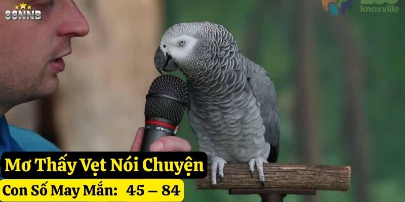 nằm mơ thấy vẹt