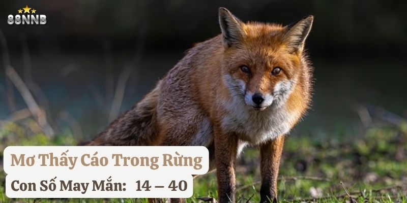 nằm mơ thấy con cáo