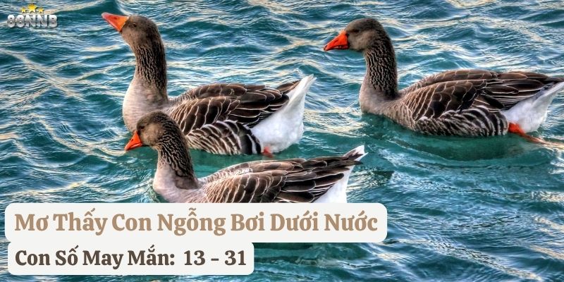 nằm mơ con ngỗng