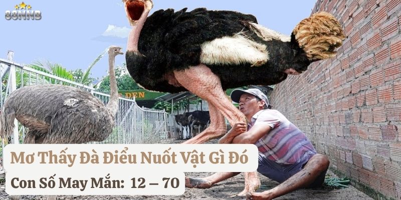 nằm mơ đà điểu