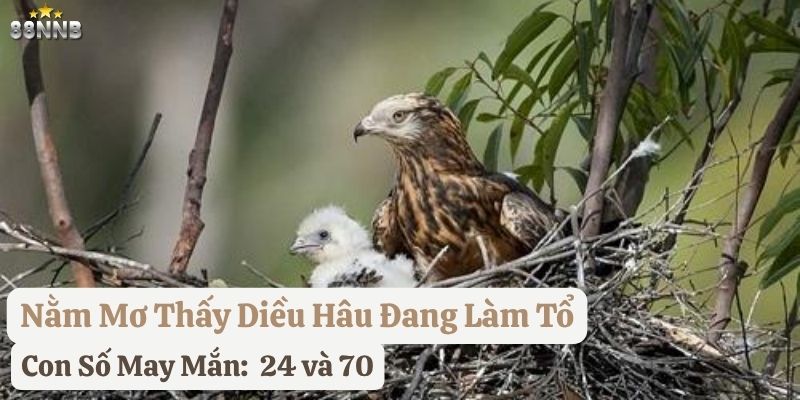 nằm mơ diều hâu