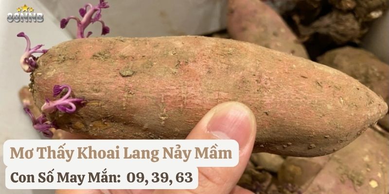 nằm mơ khoai lang