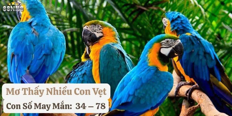 mơ thấy con vẹt