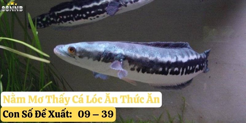 nằm mơ thấy cá lóc 88nn