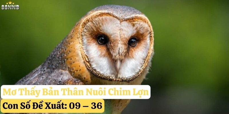 nằm mơ chim lợn