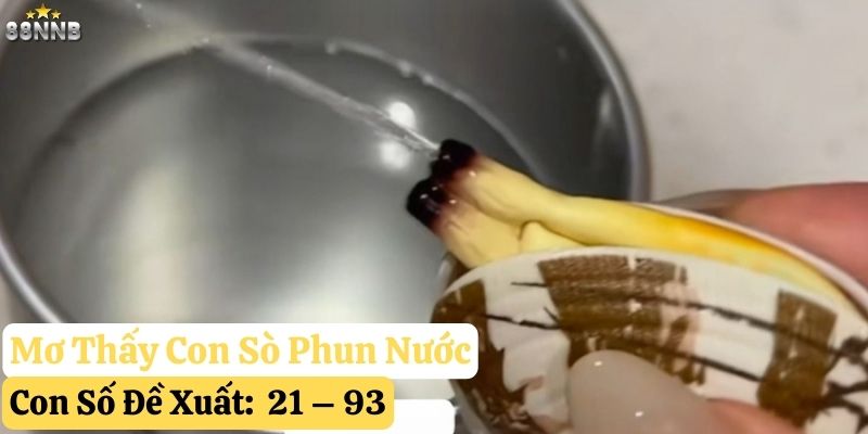 mơ thấy con sò 88nn