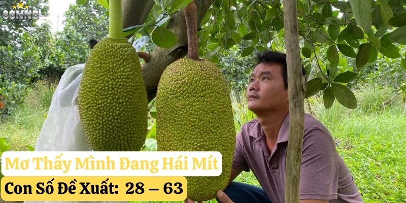 nằm mơ thấy quả mít