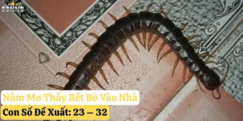 nằm mơ thấy con rết