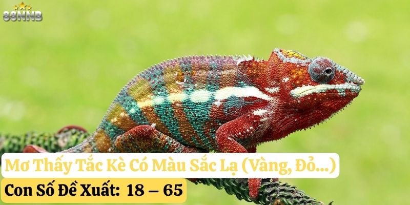 nằm mơ tắc kè