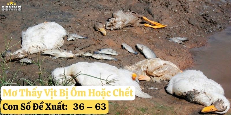 mơ thấy vịt 88nn