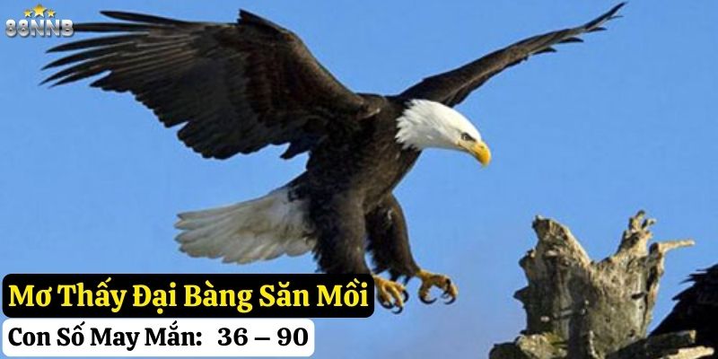 nằm mơ thấy đại bàng