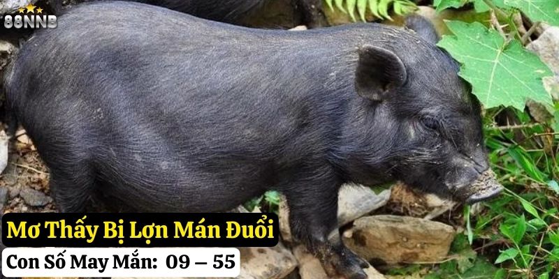 mơ thấy lợn mán