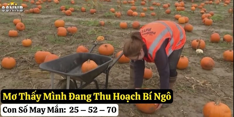 mơ thấy quả bí ngô